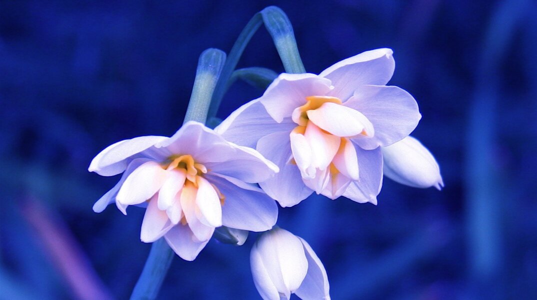 Εορτολόγιο: Σήμερα 27 Σεπτεμβρίου γιορτάζει… 