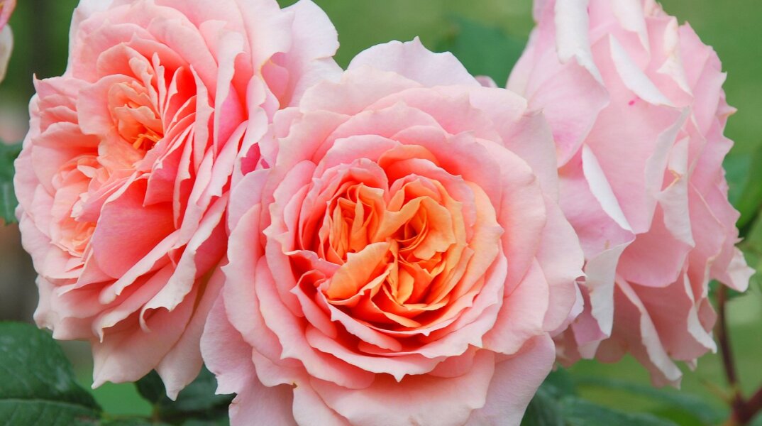 Εορτολόγιο: Σήμερα 17 Οκτωβρίου γιορτάζει…