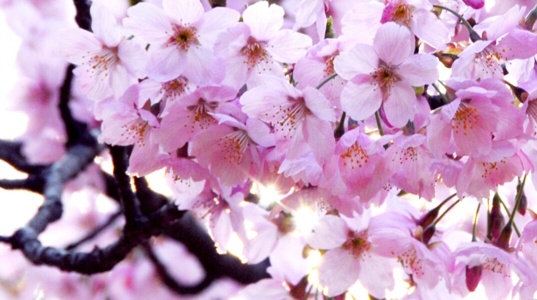 Εορτολόγιο: Σήμερα 20 Οκτωβρίου γιορτάζει…