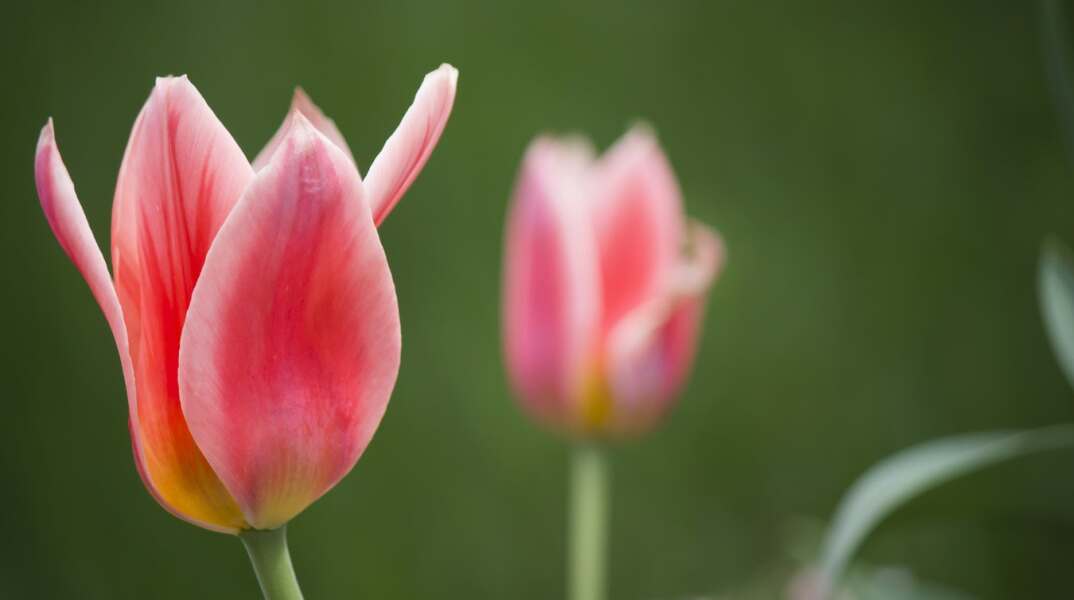 Εορτολόγιο: Σήμερα 5 Δεκεμβρίου γιορτάζει…