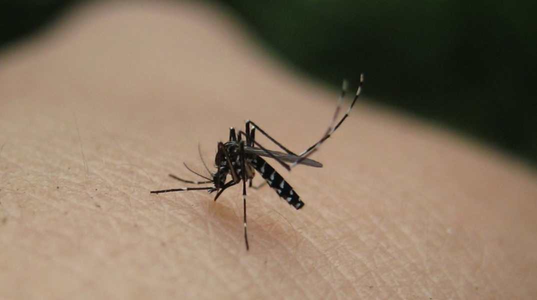 Κουνούπια-τίγρεις: Ραγδαία αύξηση στην Αττική - Οι οδηγίες προστασίας από την Περιφέρεια