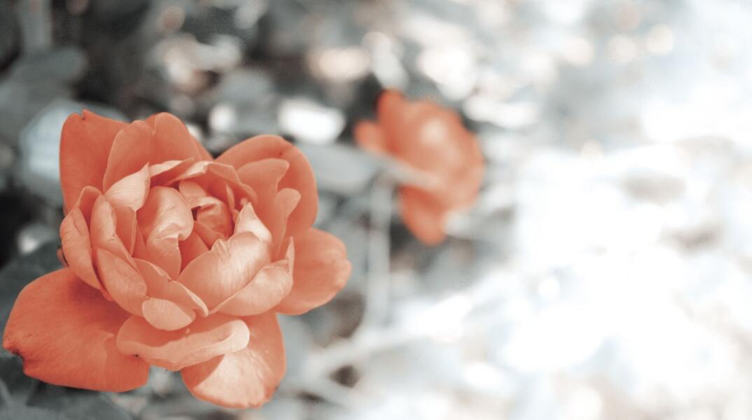 Εορτολόγιο: Σήμερα 2 Σεπτεμβρίου γιορτάζει…