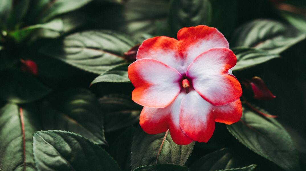 Εορτολόγιο: Σήμερα 24 Οκτωβρίου γιορτάζει…