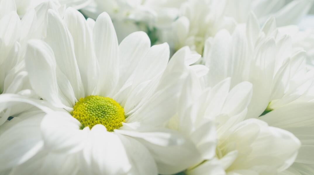 Εορτολόγιο: Σήμερα 29 Οκτωβρίου γιορτάζει…