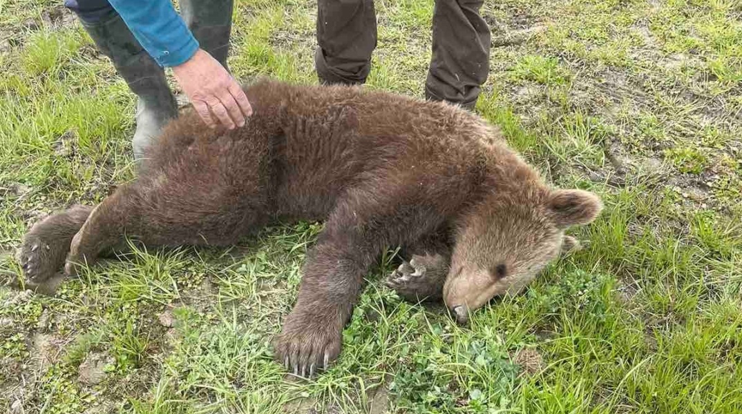 Νεαρό αρκουδάκι απελευθερώθηκε από παράνομη θηλιά για αγριογούρουνα στις Πρέσπες - Σώθηκε με παρέμβαση  περιβαλλοντικής οργάνωσης.