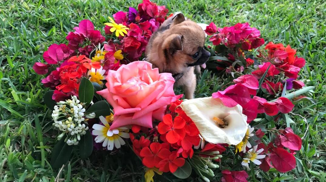 Αιθέρια έλαια και ζώα συντροφιάς: Οι κίνδυνοι για σκύλους και γάτες - Ποια είναι επιβλαβή - Τι χρειάζεται να γνωρίζουμε