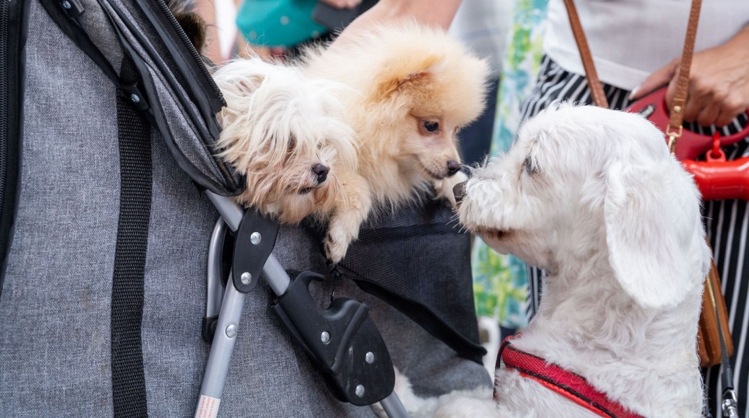 Η Αθήνα απέκτησε το πρώτο δημοτικό κτηνιατρείο - Φροντίδα και δωρεάν ιατροφαρμακευτική περίθαλψη - Κώστας Μπακογιάννης: Σηματοδοτεί τον πολιτισμό στην πράξη.