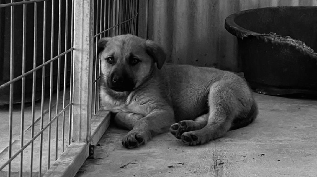 Η παράταξη Μπακογιάννη καταγγέλλει συνεχόμενους θανάτους ζώων φιλοξενούμενων στο Καταφύγιο Αδεσπότων 