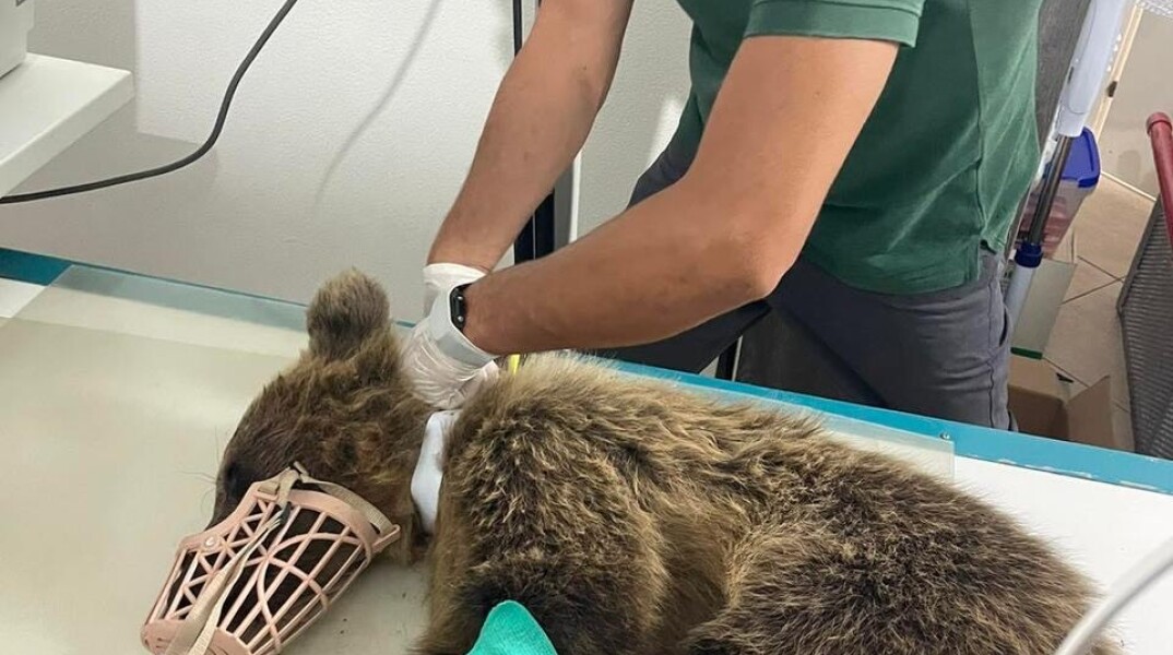 πηγη_φωτο_αρκτουροσ