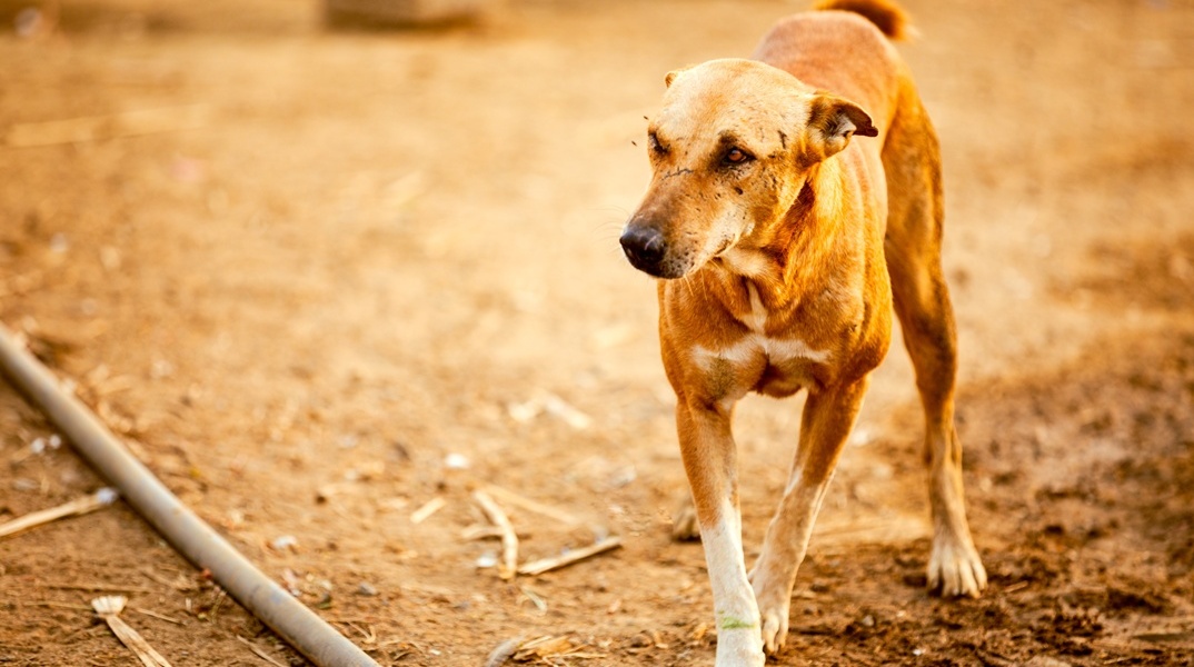 Αδέσποτος σκύλος