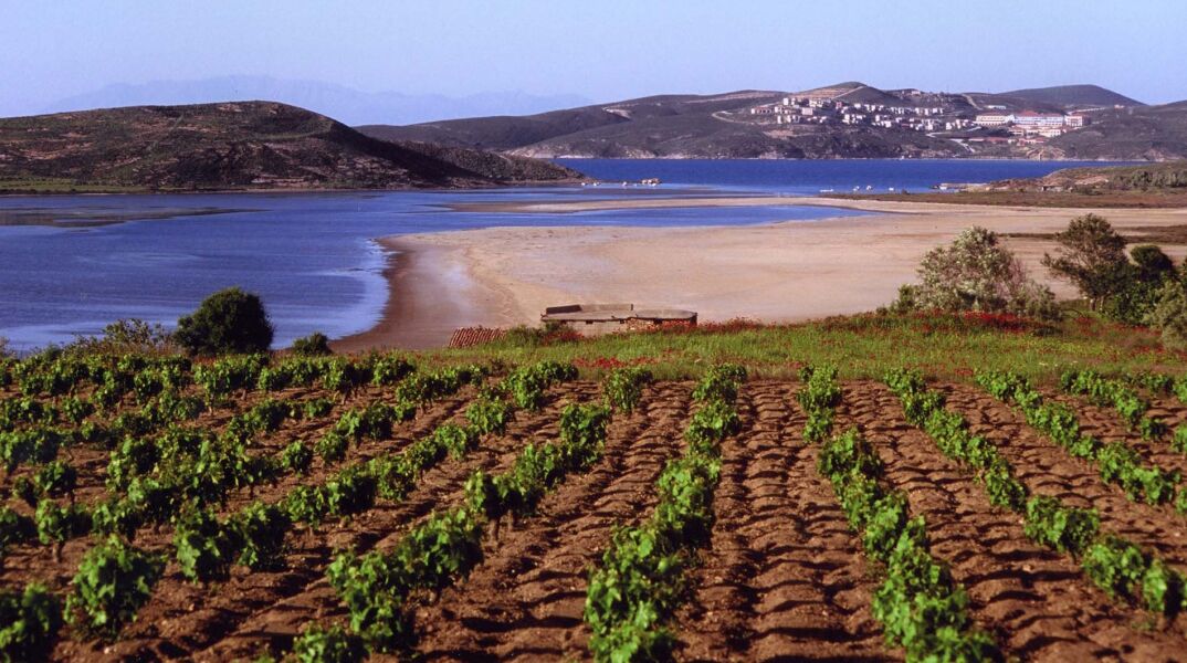 Limnos Organic Wines