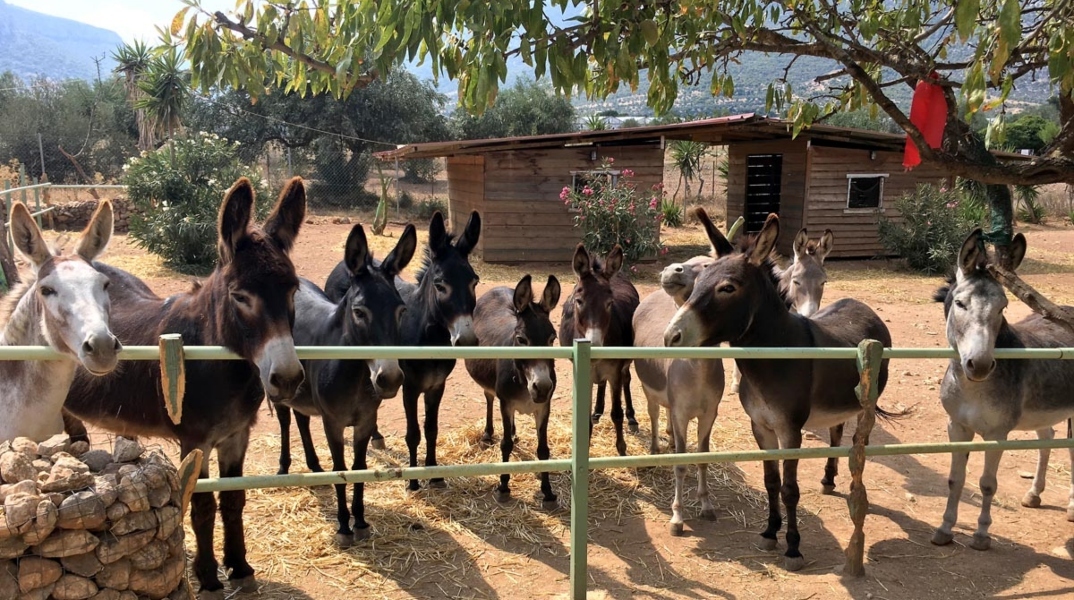 Γαϊδουροχώρα στο Κορωπί