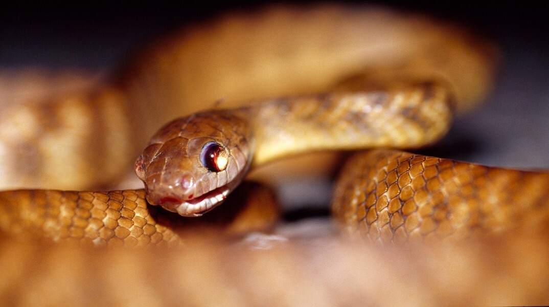 Καφέ δεντρόφιδο