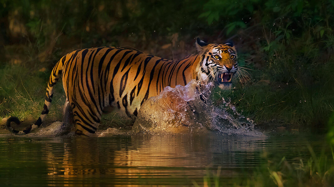 Σαφάρι στην Ινδία