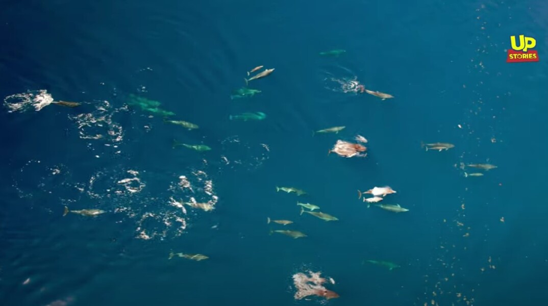 Κοπάδι με δελφίνια στα νερά του Θεολόγου