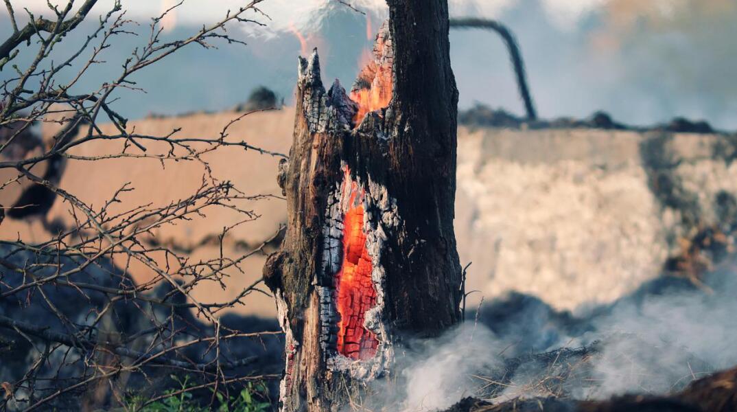 Φωτιά σε δέντρο