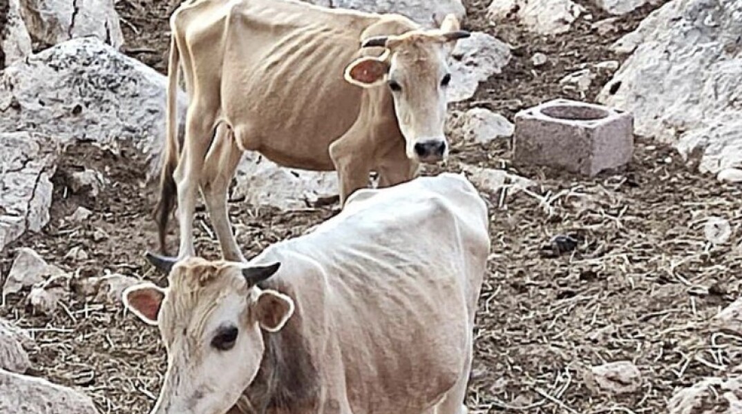 Αποστεωμένες αγελάδες στη Θεσπρωτία