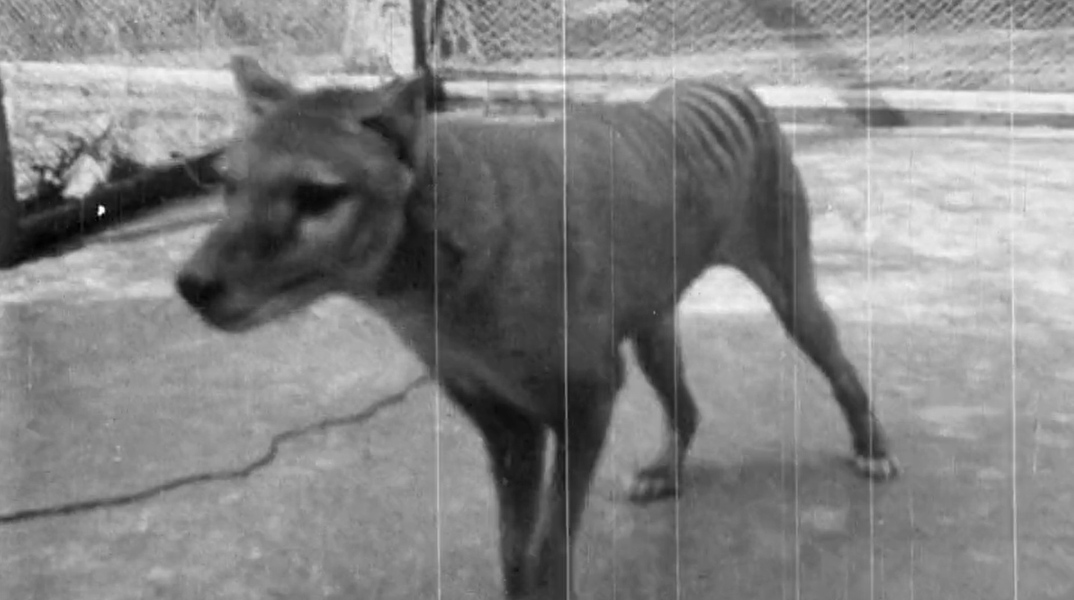 Thylacine - Τίγρη της Τασμανίας