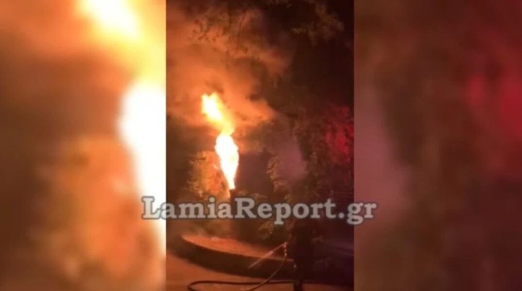 Φωκίδα: Πλάτανος 180 ετών κάηκε από δυναμιτάκια