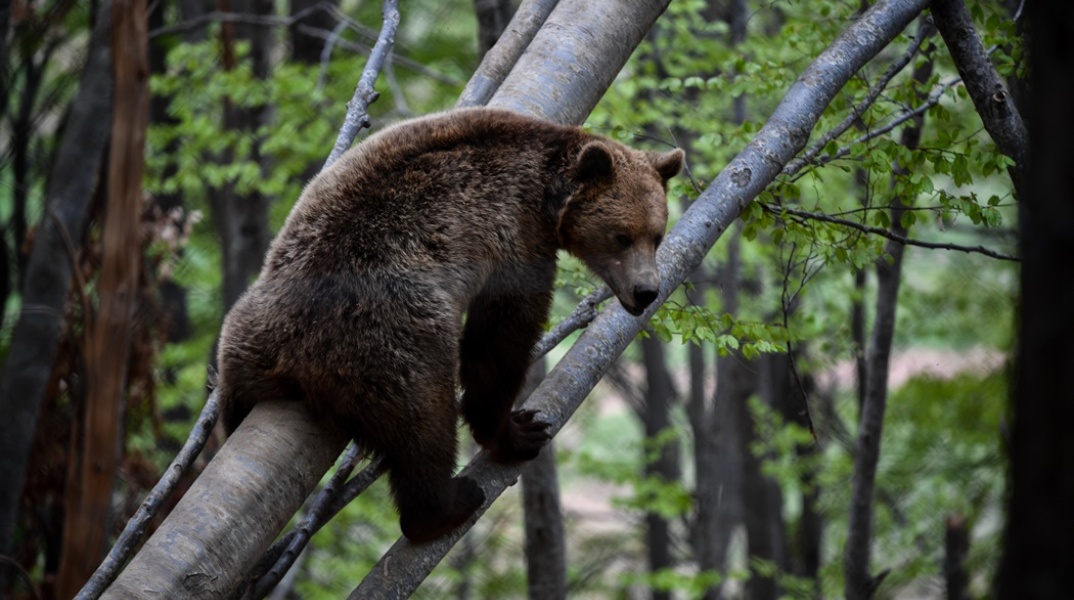 Νεαρή αρκούδα στη Φλώρινα