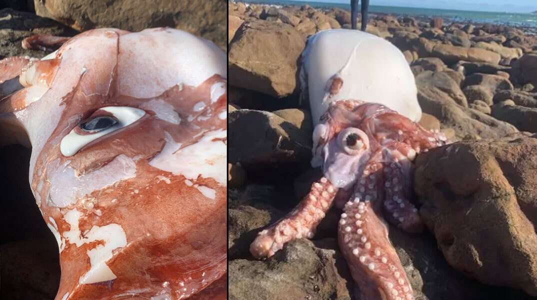 kalamari-notia-afriki