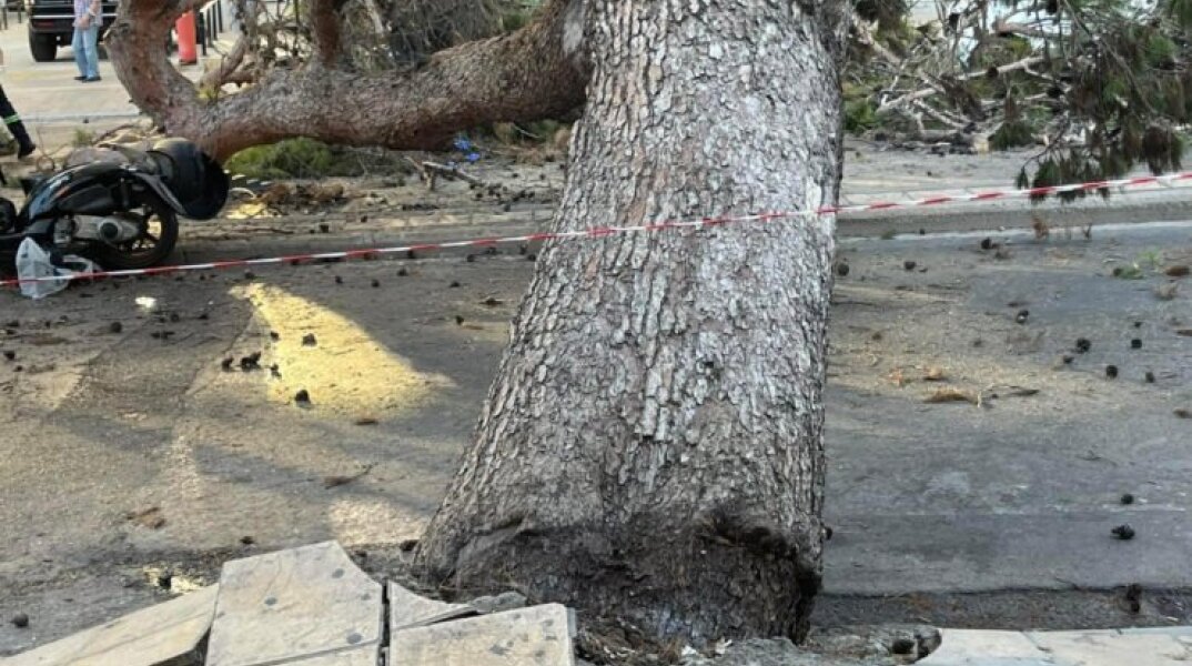 Δέντρο καταπλάκωσε 51χρονο στο Ηράκλειο Κρήτης