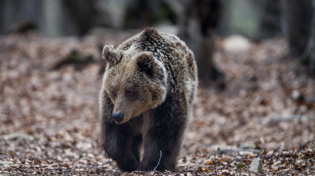 Νεκρές αρκούδες στη βόρεια Ελλάδα – Γιατί εκφράζουν ανησυχίες όσοι εργάζονται για την προστασία του απειλούμενου θηλαστικού.