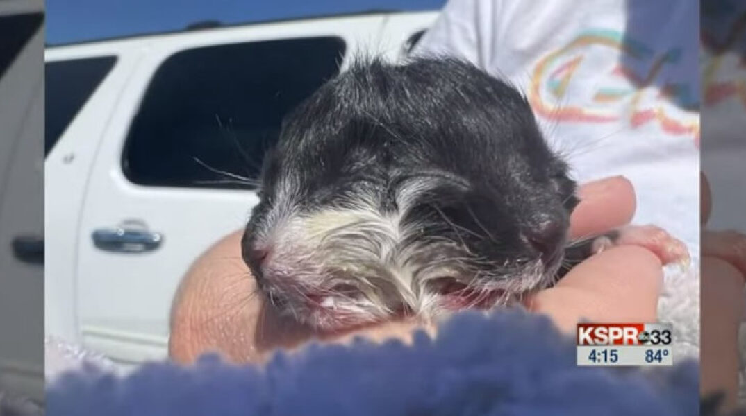 gataki-dyo-kefalia-780x410