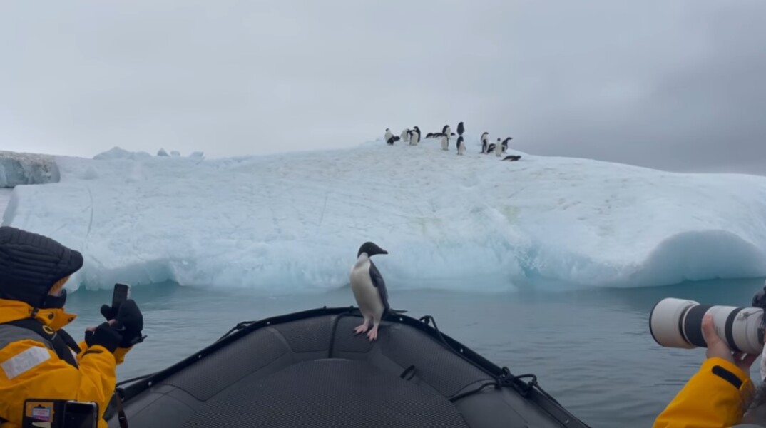 Πιγκουίνος στην πλώρη βάρκας και δίπλα του φωτογράφοι που τον καταγράφουν