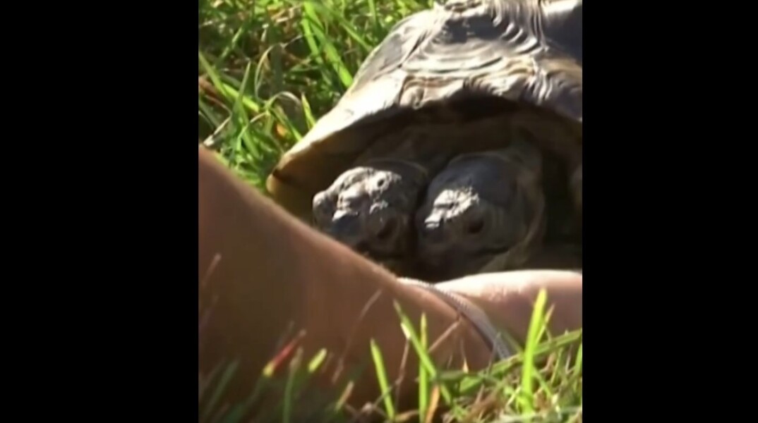 Ιανός - Η δικέφαλη χελώνα