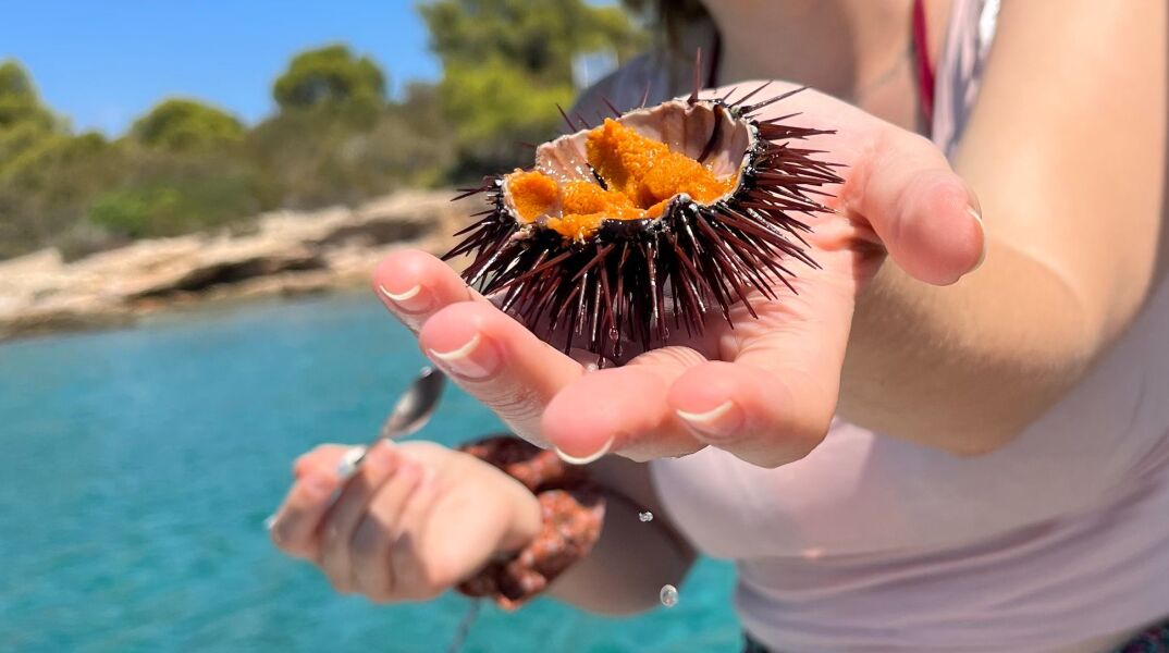Τους πιο φρέσκους αχινούς, είναι γνωστό, τους πιάνεις μόνος σου. Με πολλές βουτιές μαζέψαμε αρκετούς και τους κάναμε μακαρονάδα. Μας πέτυχε!