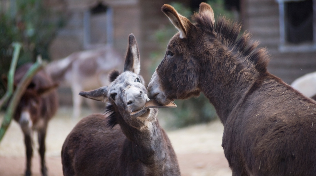 Στη Γαϊδουροχώρα