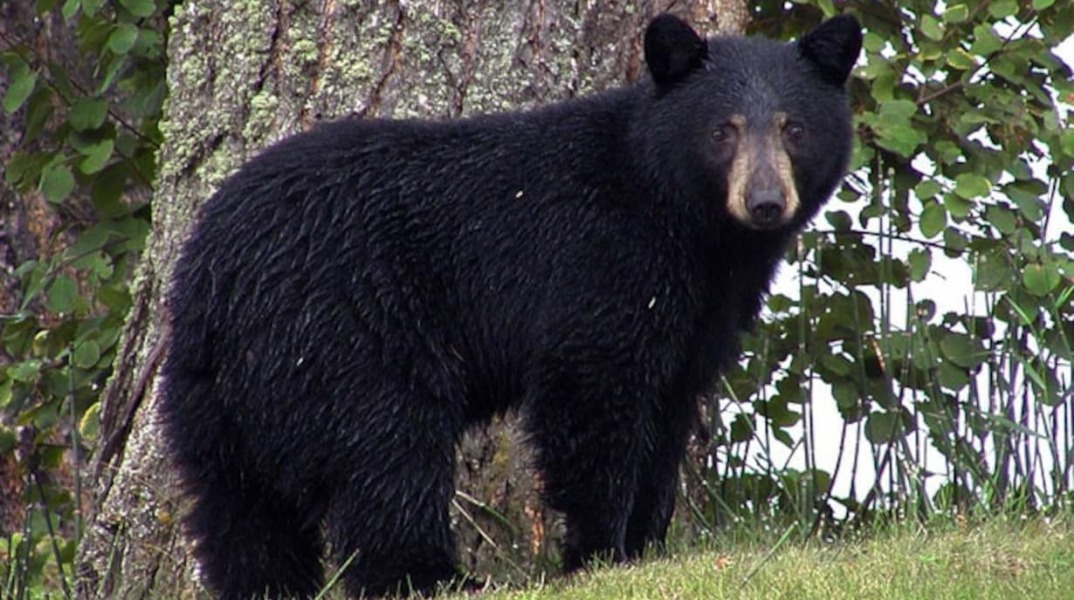 Mια μαύρη αρκούδα επέλεξε τη βεράντα σπιτιού στο Κονέκτικατ για τη χειμερία νάρκη της