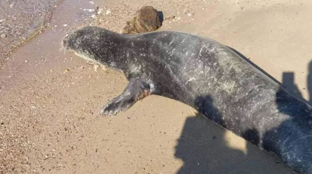 Φώκια βγήκε στη στεριά στη Χαλκιδική -Τουρίστες τη βοήθησαν να μπει ξανά στη θάλασσα 