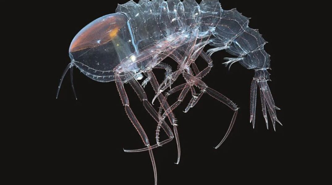 Το καρκινοειδές Cystisoma που ζει στα βάθη των ωκεανών