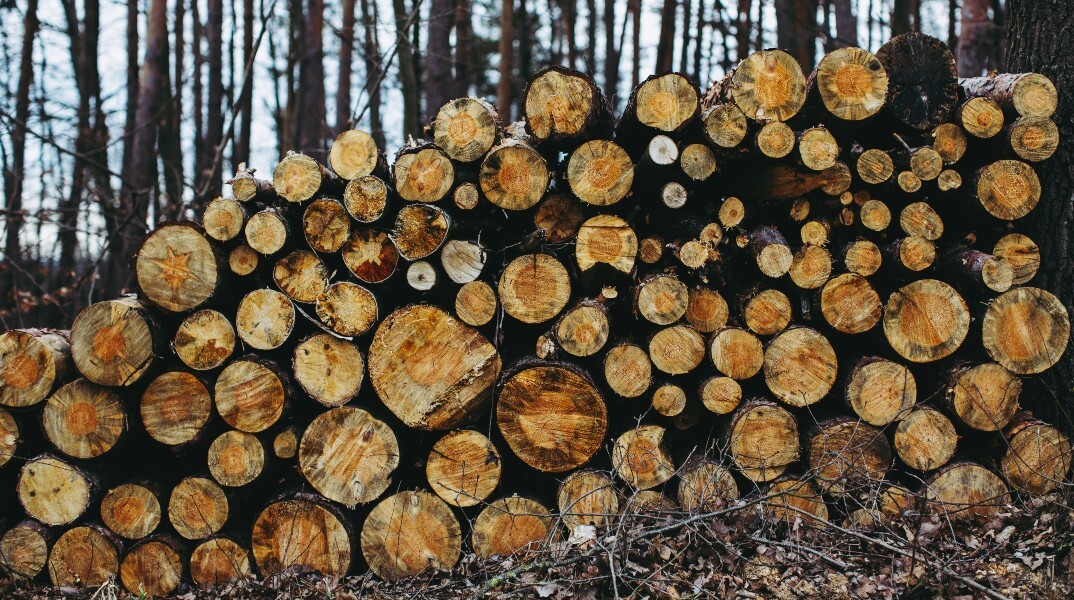 Κομμένα δέντρα
