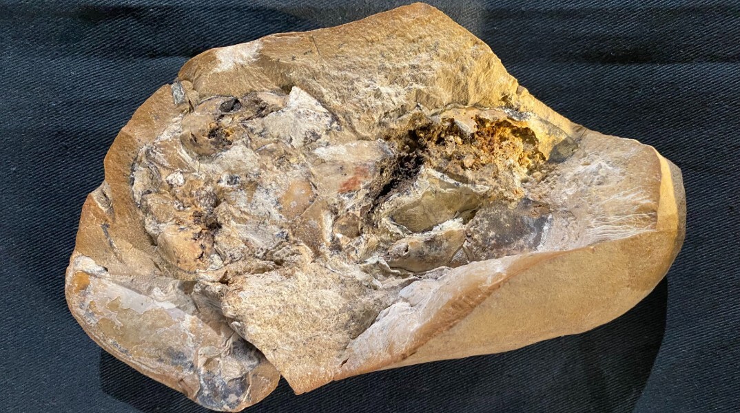 Η αρχαιότερη καρδιά, ηλικίας 380 εκατομμυρίων ετών, εντοπίστηκε σε ψάρι