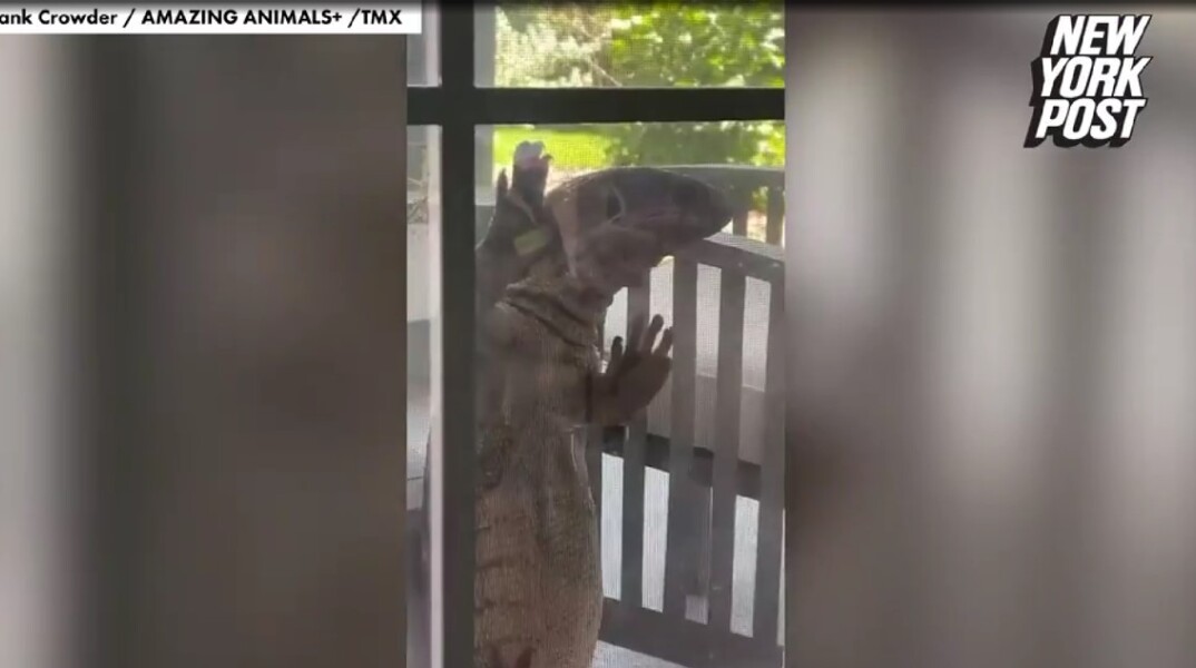 Σαύρα σε σπίτι στη Φλόριντα