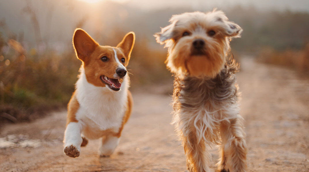 Δύο σκυλάκια τρέχουν