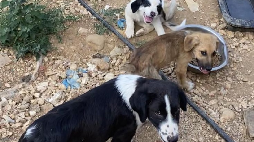 Eθελοντές αναφέρουν πώς το κυνοκομείο δημιουργήθηκε από τον δήμο Ζηρού, ο οποίος κάνει λόγο για προβοκάτσια – Σκληρές εικόνες. 