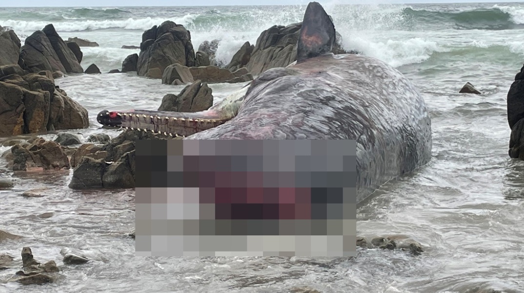 Νεκρή φάλαινα στην Αυστραλία