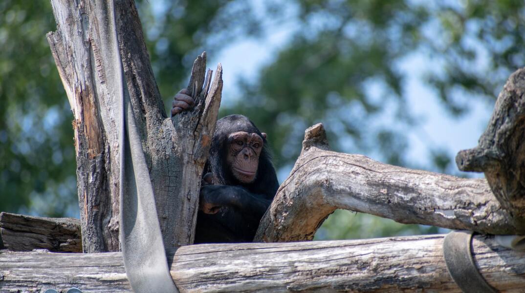 Χιμπατζής ανάμεσα σε κορμούς δέντρων