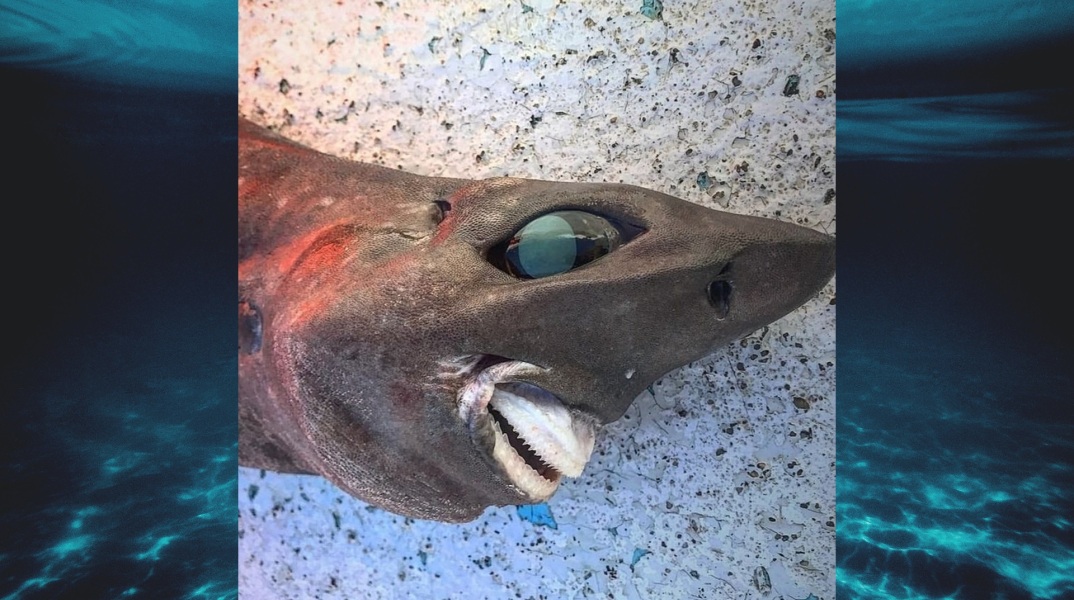 Απόκοσμης όψης καρχαρίας βρέθηκε στα νερά της Αυστραλίας – Διαφωνούν ειδικοί και χρήστες των κοινωνικών δικτύων για το είδος στο οποίο ανήκει.
