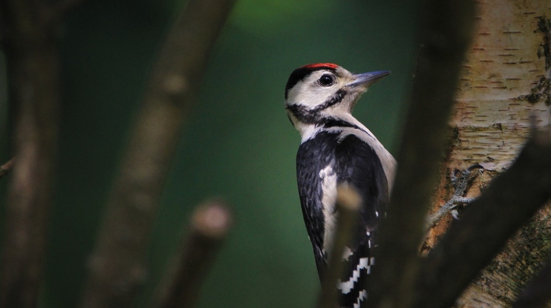 Τι δείχνουν οι αλλαγές στον πληθυσμό των πτηνών