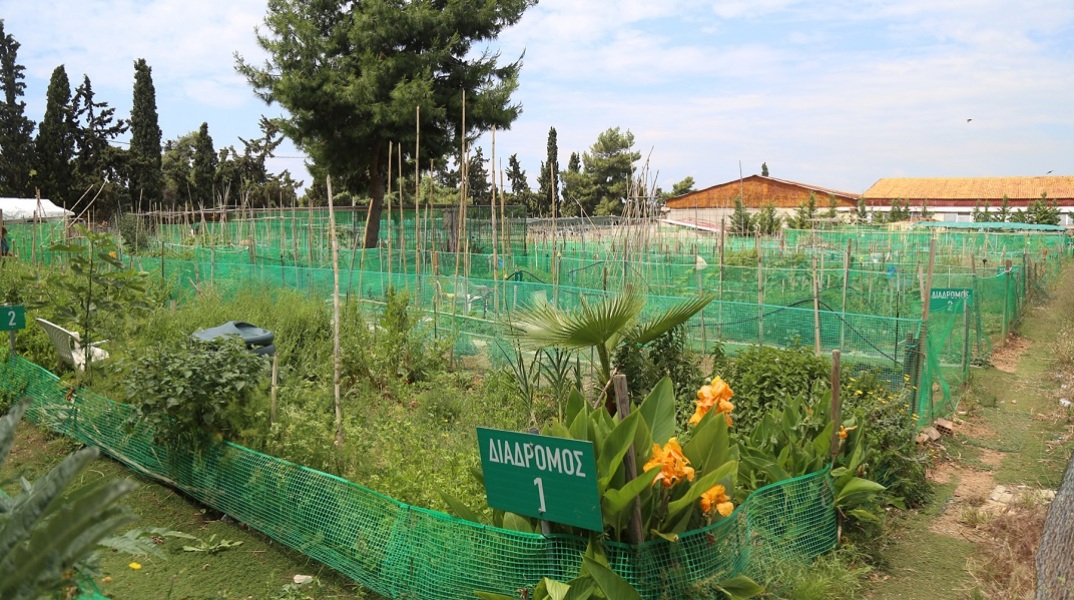 Δημοτικοί Λαχανόκηποι Αγίου Δημητρίου. 