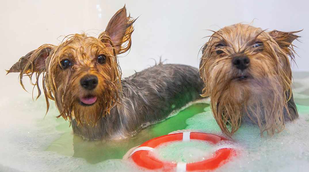 Dogo Loco - Dog Grooming & Spa