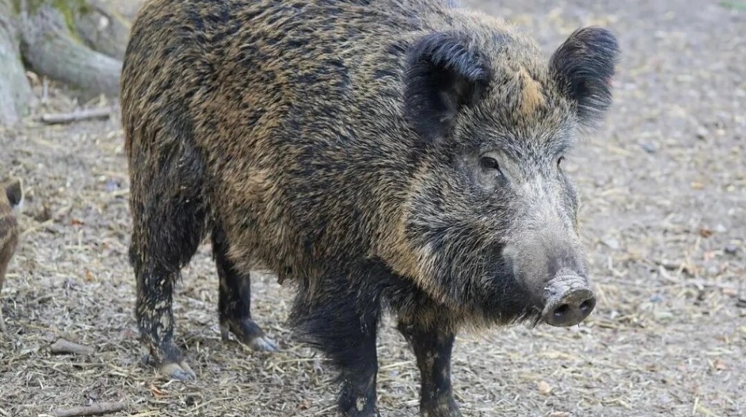 Αγριογούρουνο