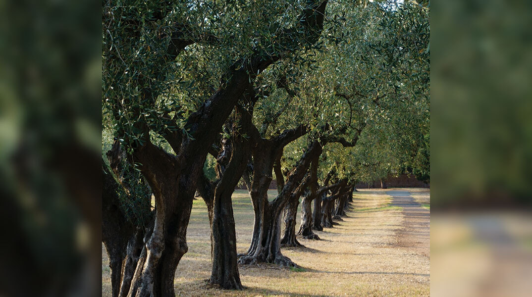Δέντρα ελιές