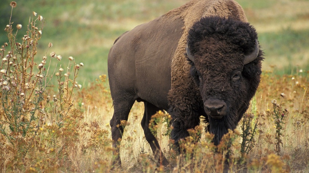 bison-60592_1280