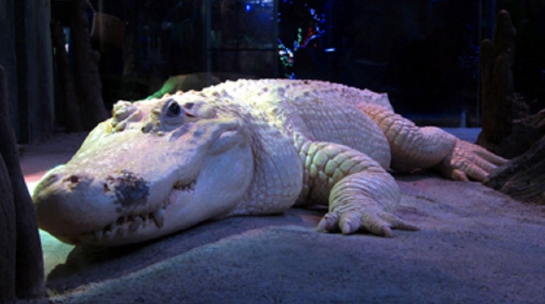 Αλμπίνο Αλιγάτορας